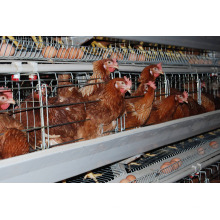 Broiler and Layer Cage in Poultry Farm Construction